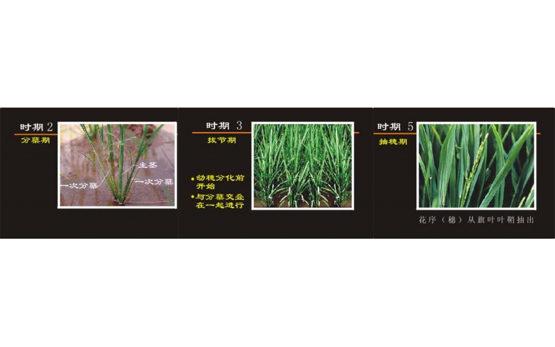 碧鈦~對水稻生長的關鍵促進作用