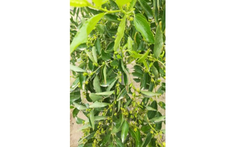 碧鈦~對棗樹的生長促進作用分析