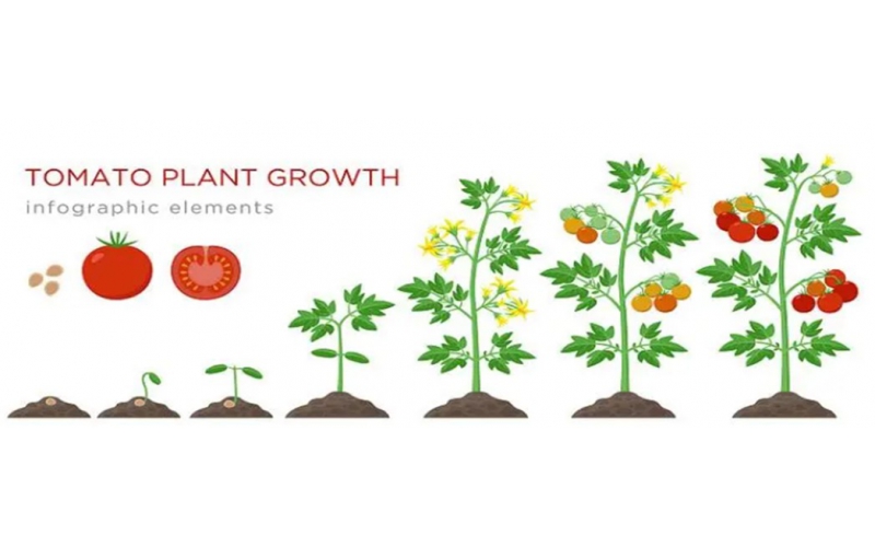 碧鈦~對番茄生長的促進功效