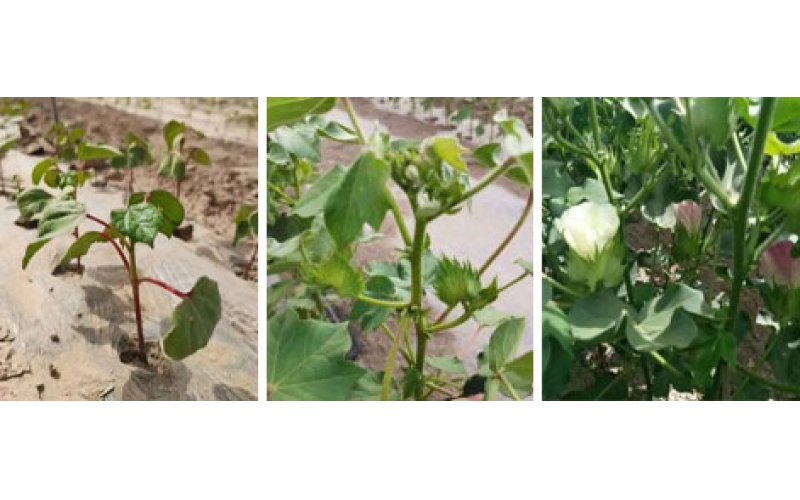 碧鈦~對棉花生長的關鍵作用