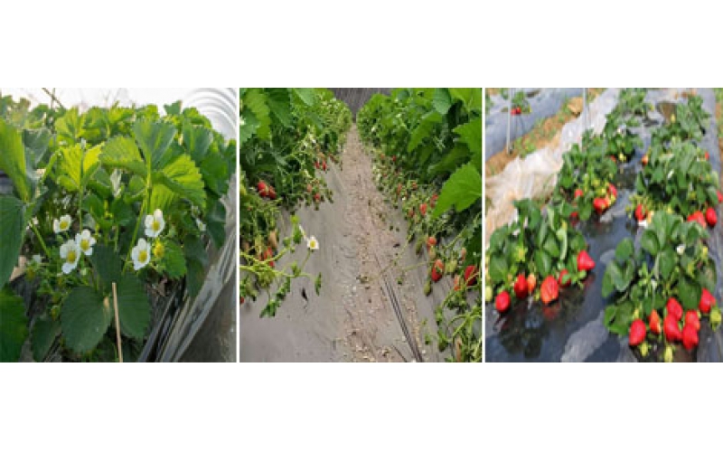 碧鈦~促進草莓生長與增產提質