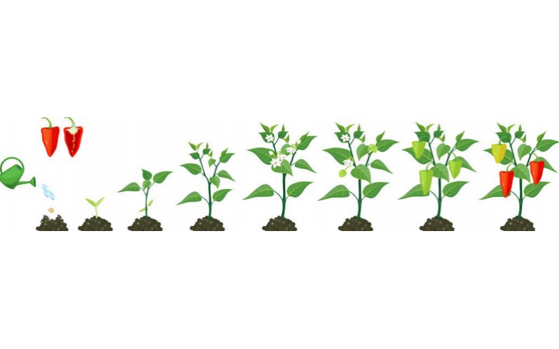 碧鈦~在辣椒種植中的重要作用