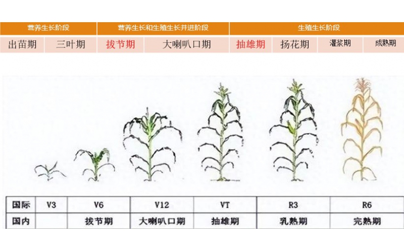 碧鈦~促進玉米生長和提高產量品質