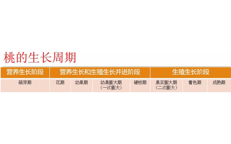 碧鈦~促進(jìn)桃樹生長、提升果實(shí)品質(zhì)