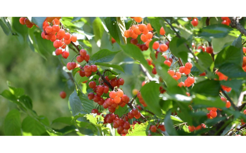 碧鈦~對櫻桃生長的關(guān)鍵促進(jìn)作用