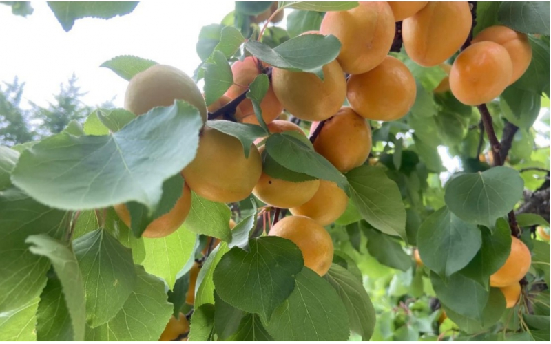 碧鈦~促進杏樹生長