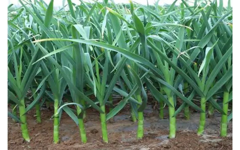 碧鈦~對大蒜生長的促進(jìn)作用與應(yīng)用建議