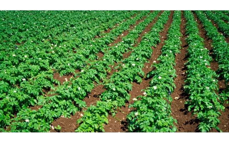 碧鈦~土豆種植提質(zhì)增產(chǎn)的好幫手