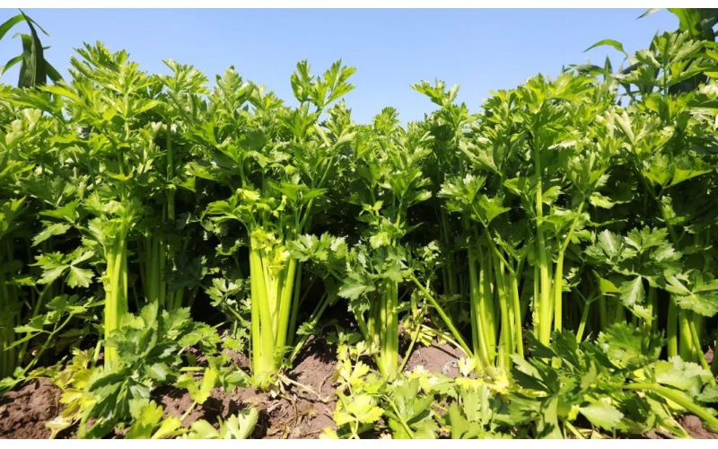 碧鈦~促進(jìn)芹菜生長