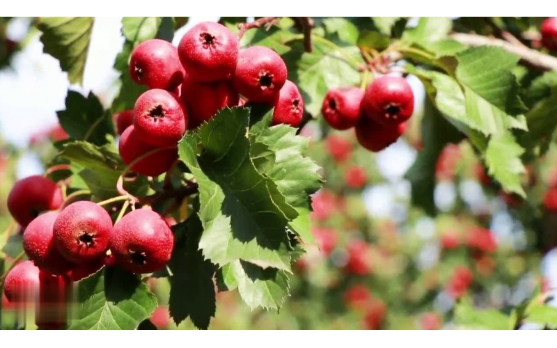 碧鈦~對山楂生長的關鍵促進作用