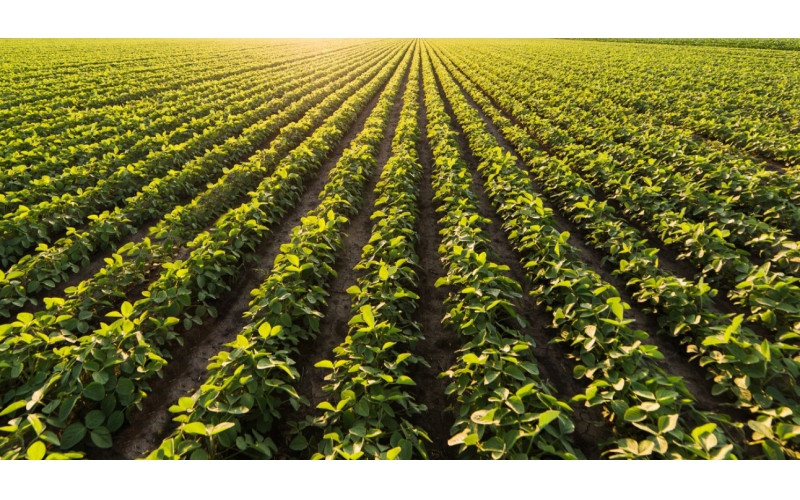 碧鈦~促進大豆生長