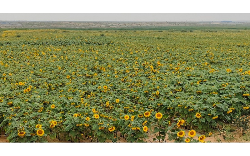 碧鈦~對油葵生長及產量的影響分析