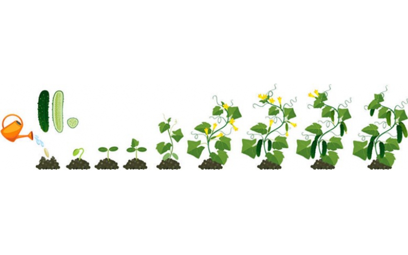 碧鈦~促進黃瓜生長與提升品質研究