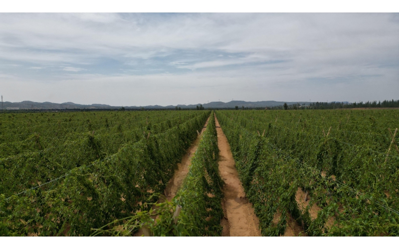 碧鈦~促進山藥生長與提高品質