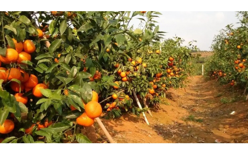 碧鈦~促進柑橘生長與品質提升