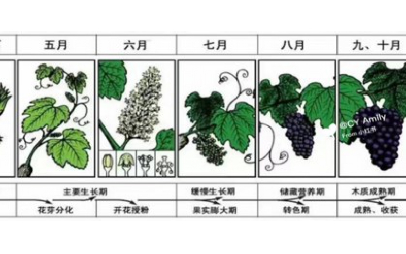 碧鈦~對葡萄生長的關鍵作用與施用指南