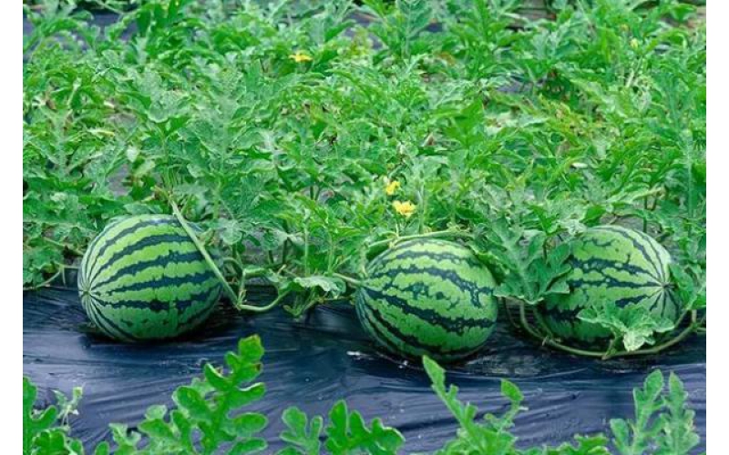 碧鈦~促進西瓜生長與增產提質