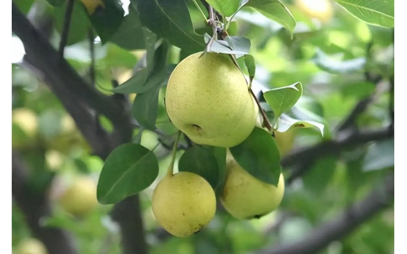 碧鈦~對梨樹生長與果實品質的促進作用
