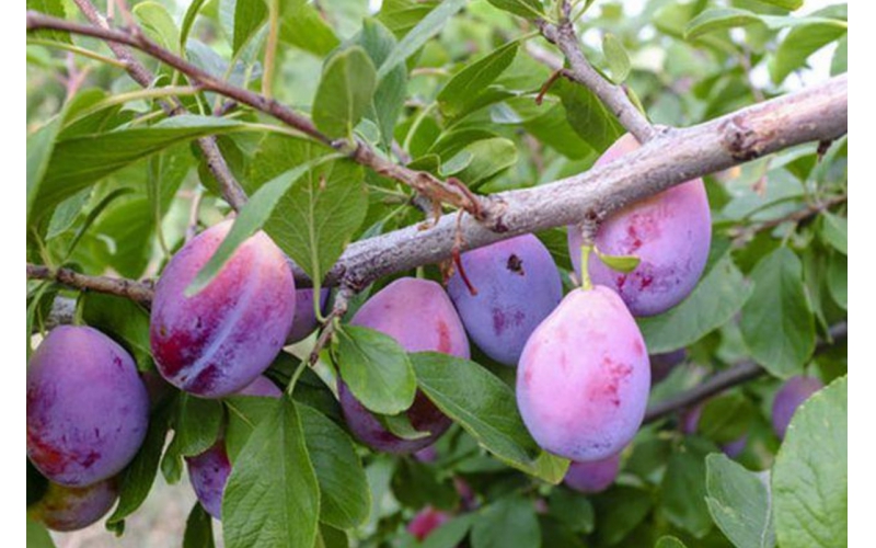 碧鈦~對西梅種植的多重促進作用與高效管理