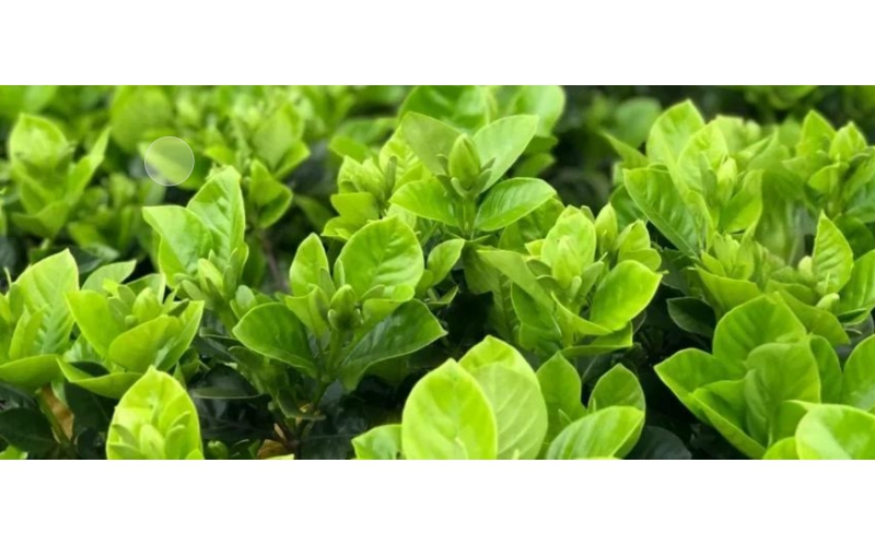 植護~對作物抗逆性的增強作用