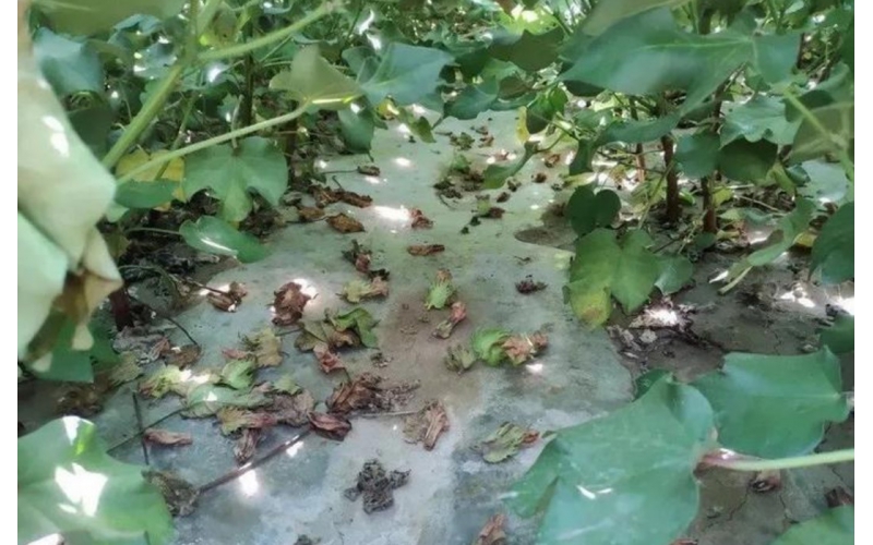 植護~強化棉花抗逆性能研究報告