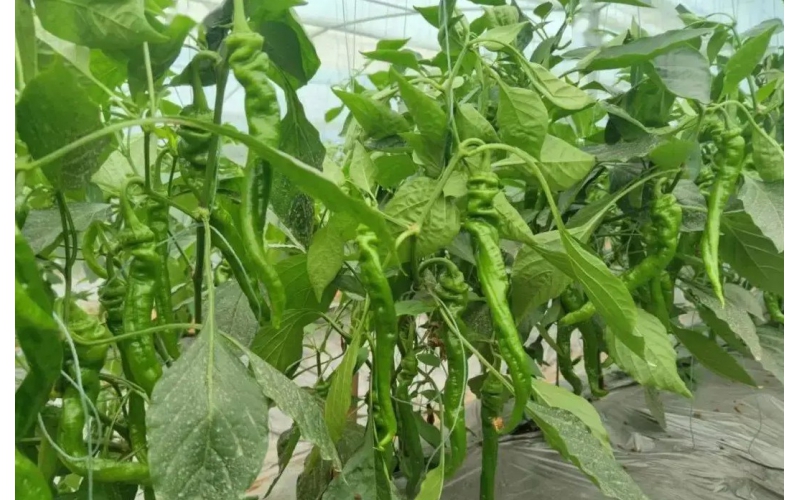 植護~強化辣椒抗逆力研究