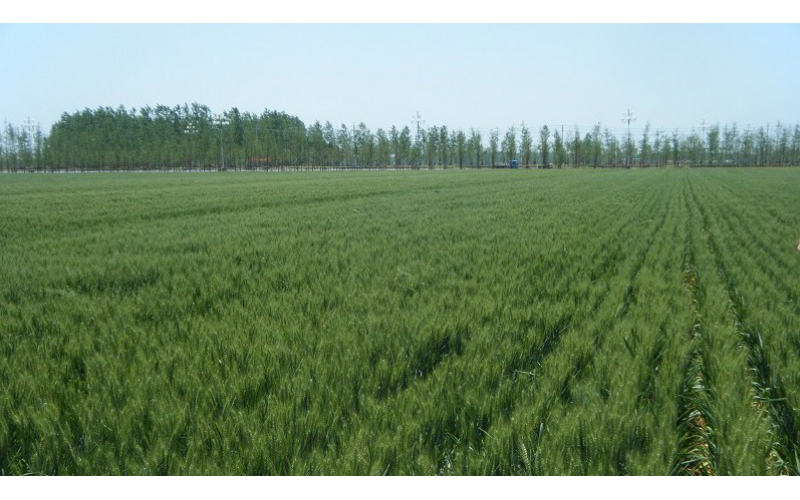 植護~小麥抗逆增效的神奇幫手