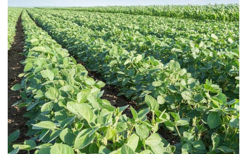 植護~對增強大豆抗逆性的研究