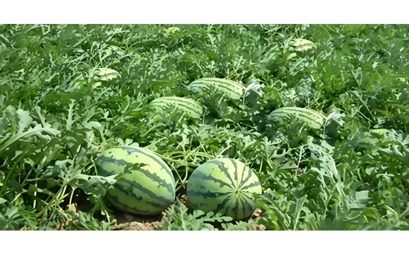 植護(hù)~顯著增強(qiáng)西瓜抗逆性