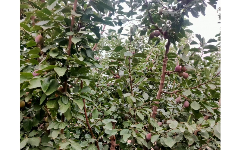 植護(hù)~提升西梅樹抗逆性效果研究